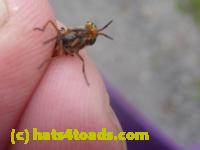 /home//u458753944/public_html/sourcegallery//Insects and small critters/flies (Diptera)/P1130867.JPG